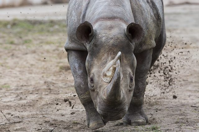 Safari Park Dvůr Králové přišel o samici nosorožce černého Jessi | foto: Lukáš Pavlačík