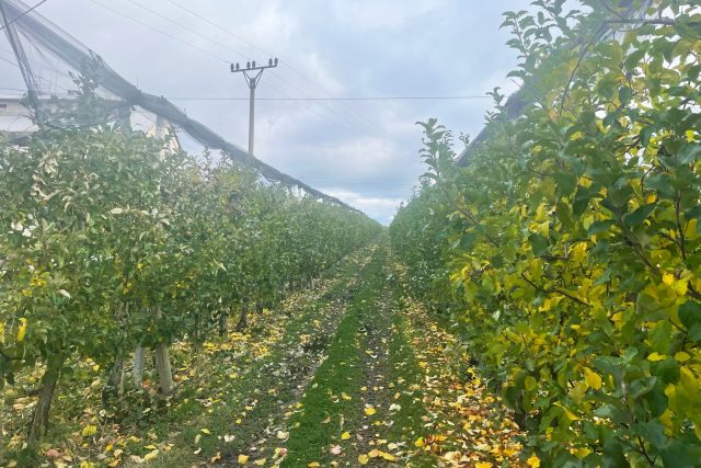 I když je ovoce sklizené,  práce v sadech nekončí. Příprava na zimu může sadařům ušetřit statisíce | foto: Tomáš Lörincz,  Český rozhlas