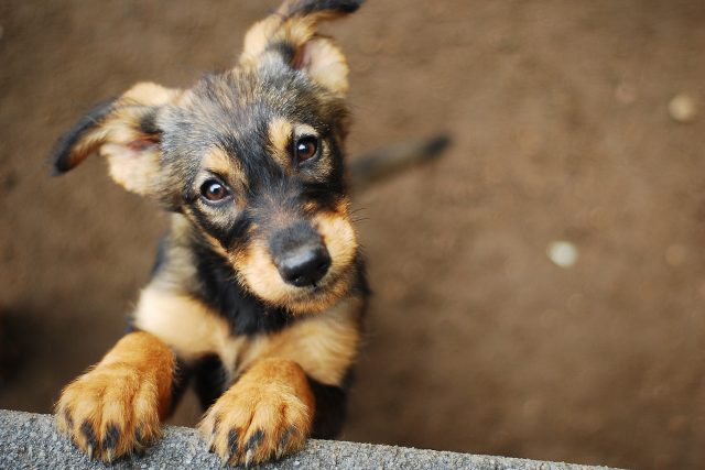 Aby i vaše štěňata získala průkaz původu,  musíte psa nebo fenu uchovnit  (ilustrační foto) | foto: Shutterstock