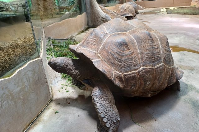 Želva obrovská | foto: Soňa Vaicenbacherová,  Český rozhlas