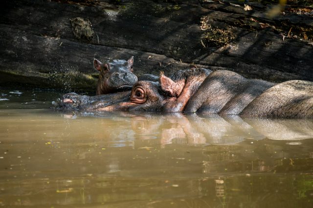 Hula má druhé mládě. V Jezeře hrochů ve dvorském safari parku se narodilo v srpnu a dobře prospívá | foto: Helena Hubáčková,  Safari Park Dvůr Králové