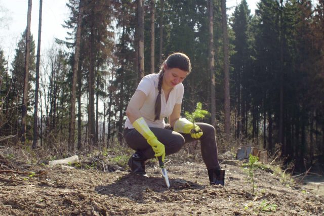 Lesy ČR vyzývají studenty ke spolupráci. Chtějí pokračovat v obnově našich lesů po kalamitě  (ilustrační foto) | foto: Fotobanka Profimedia