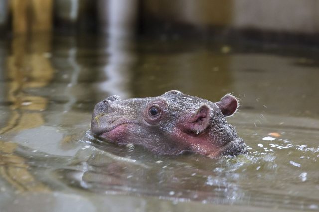 V královédvorském safari parku se narodilo mládě hrocha | foto: Lukáš Pavlačík