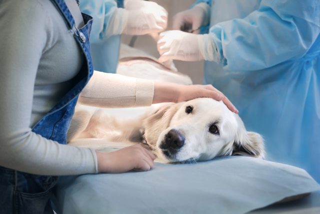 Operace psa  (ilustrační foto) | foto: Fotobanka Profimedia