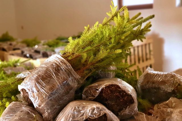 Sazenice jehličnatých stromů | foto: Tereza Pešoutová