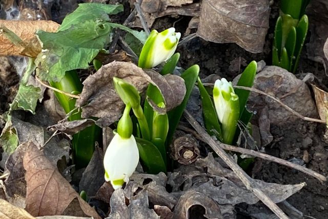 V zámeckém parku v Kostelci nad Orlicí začínají kvést bledule a další jarní květiny | foto: Ivona Jasníková,  manažerka Nového zámku v Kostelci nad Orlicí