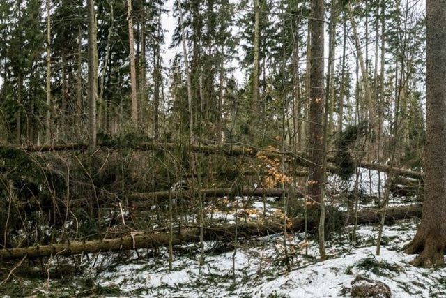 Popadané stromy v lese je zapotřebí co nejdříve odstranit  (ilustrační foto) | foto: Kamila Antošová