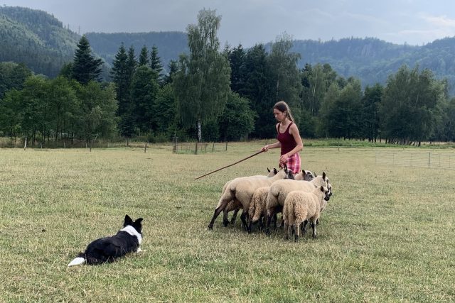 Speciální tábor pro ovčácké psy se koná každoročně v malé obci Martínkovice na Broumovsku | foto: Václav Plecháček,  Český rozhlas