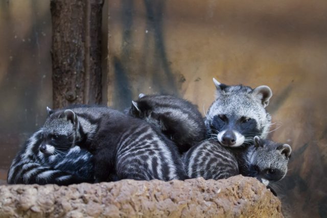 Čtyřčata cibetek máte možnost vidět v Safari Parku Dvůr Králové | foto: Safari Park Dvůr Králové