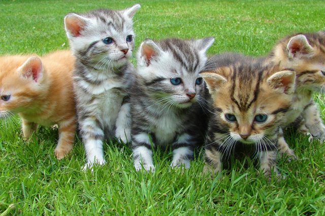 Koťata | foto: Pixabay