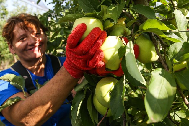 Část sadařů v Královéhradeckém kraji letos začala se samosběry jablek  (ilustrační foto) | foto: Profimedia