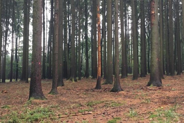 Část lesů patřícím obci Všestary na Hradecku okupuje a likviduje kůrovec | foto: Lucie Peterková