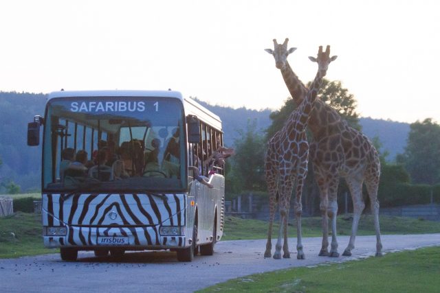 Večerní safari se žirafami | foto: Simona Jiřičková,  Safari Park Dvůr Králové