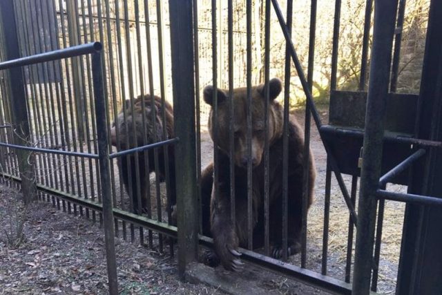 Náchodským medvědům nesvědčí teplá zima. Chybí jim zimní spánek | foto: Jana Házová,  Český rozhlas