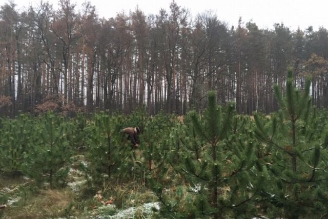 Paragon od koupeného vánočního stromku si určitě schovejte  (ilustrační foto) | foto: Lucie Peterková