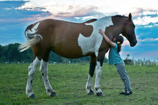 Koně - láska na celý život  (ilustrační foto) | foto: Fotobanka Pixabay