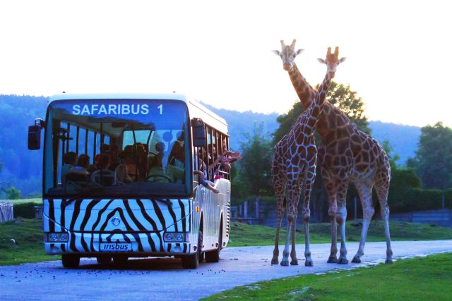 Dvorský safari park nadělil velkou radost obyvatelům domova seniorů | foto: Simona Jiřičková