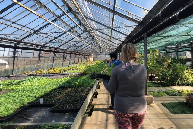 Ve sklenících zahradnické školy v Kopidlně jsou tisíce sazenic zeleniny a letniček,  které je potřeba přesadit | foto: Kateřina Kohoutová,  Český rozhlas