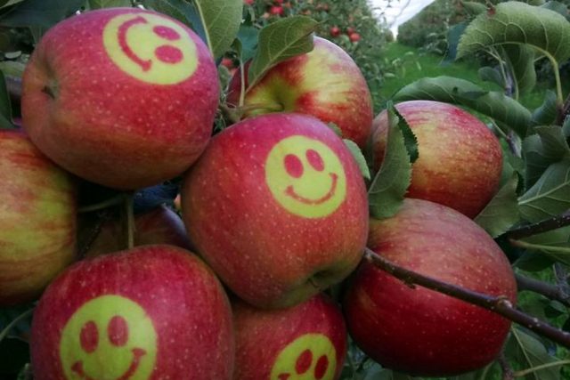 Ani den bez jablka,  to je heslo Martina Ludvíka | foto: Ovocnářská unie ČR