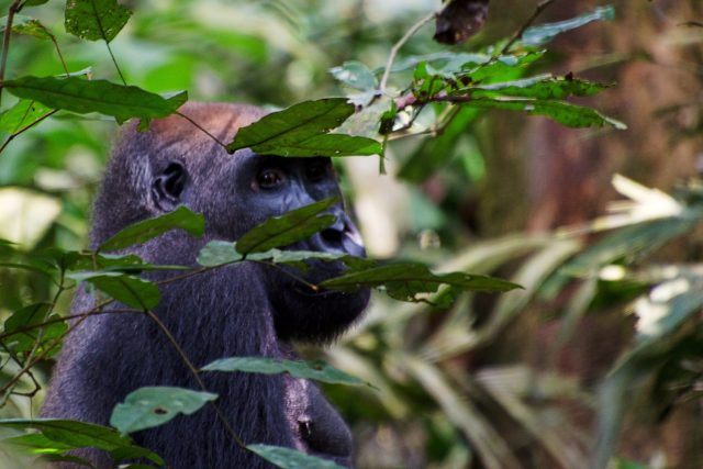 Do nejčernější Afriky nejen za gorilami. To je Gabon | foto: Martin Vedral