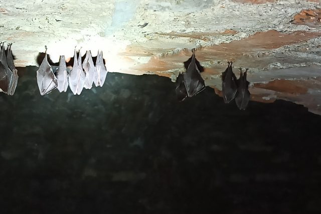 V podzemí opočenského zámku sčítali odborníci netopýry | foto: Andrea Seidelová