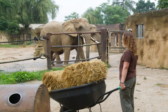 Pozvi zvíře na oběd! | foto: Safari Park Dvůr Králové