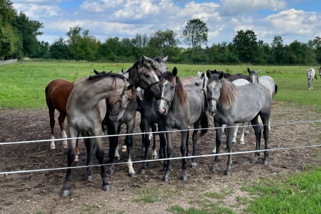 Koně | foto: Dagmar Ruščáková,  Český rozhlas