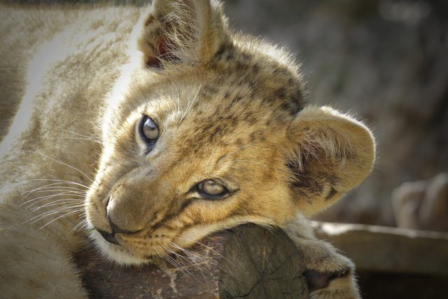 Nově sestavená lví smečka v Safari Parku Dvůr Králové  | foto: Safari Park Dvůr Králové