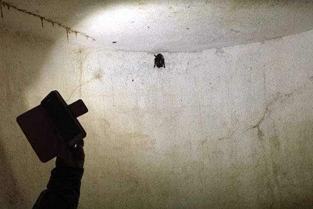 Ochranáři počítají v Orlických horách netopýry. Procházejí proto i staré pěchotní bunkry | foto: Jana Házová,  Český rozhlas