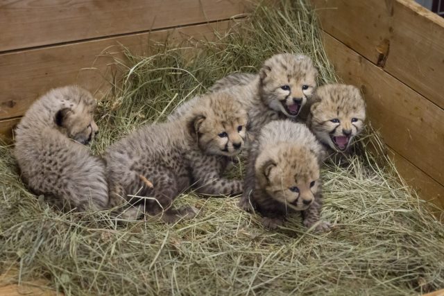 Pět mláďat porodila v Safari Parku Dvůr Králové samice geparda Spirit | foto: Simona Jiřičková
