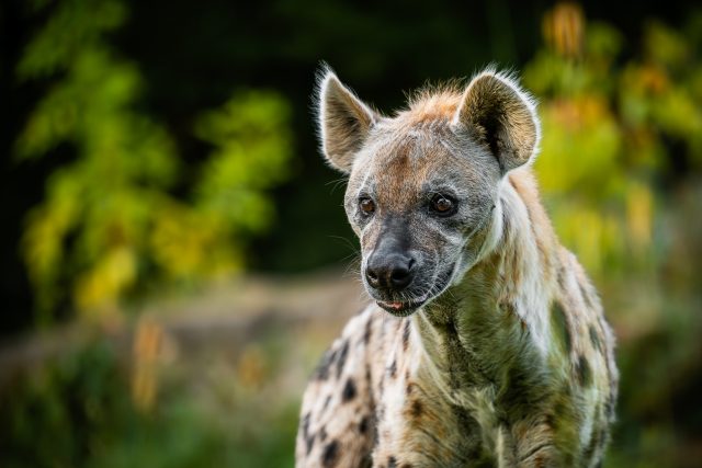 Hyena skvrnitá v areálu West Cape | foto: Helena Hubáčková - Safari Park Dvůr Králové