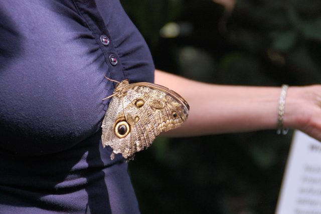 Motýl se usadil na ženských ňadrech  (ilustrační foto) | foto: Fotobanka Pixabay