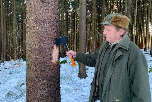 V zimě pokračuje nejen kácení kůrovcem napadeného dřeva,  ale i vyhledávání problémových lokalit | foto: Václav Plecháček,  Český rozhlas