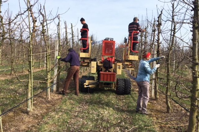 Speciální prořezový stroj pomáhá ovocnářům v Dolanech | foto: Lucie Peterková