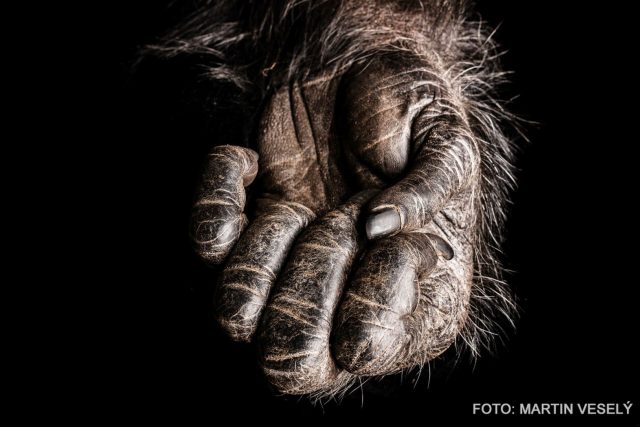 Šimpanz učenlivý | foto: archiv Martina Veselého