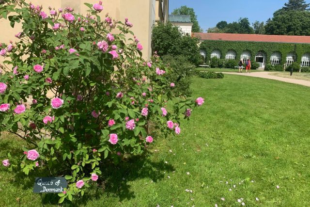 Stovky růží kvetou v legendárním rozáriu v zahradách zámku v Častolovicích | foto: Jana Házová,  Český rozhlas