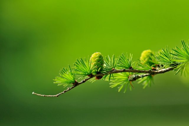Modřín,  lidově řečeno lerpán. Se závojem zelených jehlic na jaře,  zlatých na podzim,  i křehkých sněhových větviček v zimě | foto: Fotobanka Pixabay