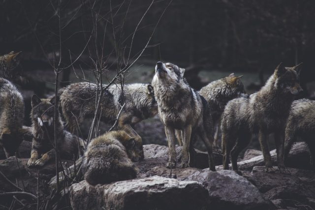 Ochranáři z Hnutí Duha mapovali v minulých měsících pohyb vlků na Broumovsku  (ilustrační foto) | foto: Thomas Bonometti,  Unsplash,  Licence Unsplash