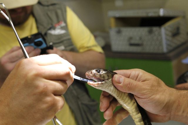 Smrtelně jedovatá kobra černá podstoupila veterinární zákrok v Safari Parku Dvůr Králové  | foto: Simona Jiřičková