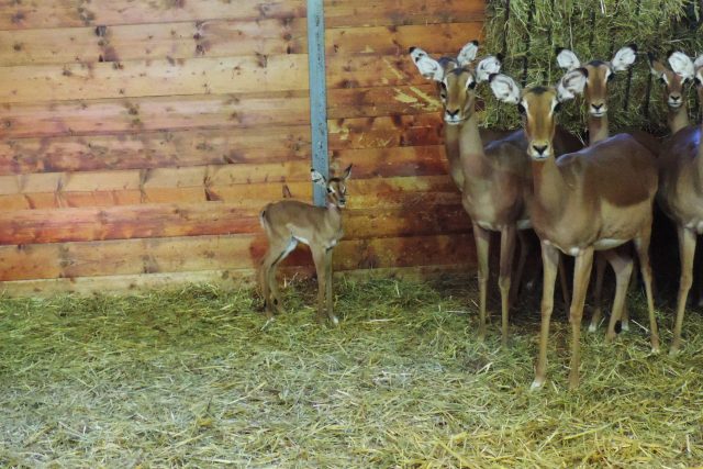 Impaly jsou první mláďata roku 2020 v Safari Parku Dvůr Králové | foto: Safari Park Dvůr Králové