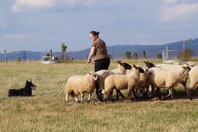 Martínkovice na Náchodsku jsou každý rok v létě dějištěm výcvikových táborů pro psy | foto: Hanka Semerádová