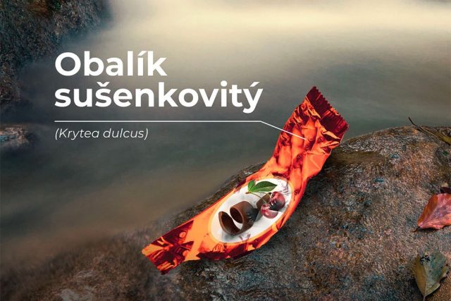 Obalík sušenkovitý - startuje kampaň Není zvěř jako zvěř | foto: Správa Krkonošského národního parku