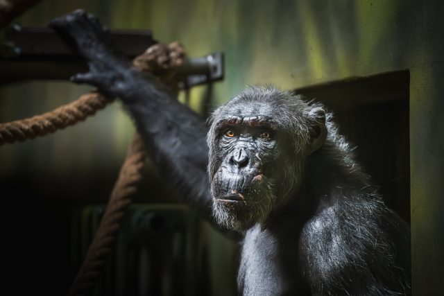 Nový samec šimpanze čego ve dvorském safari parku | foto: Helena Hubáčková,  Safari Park Dvůr Králové