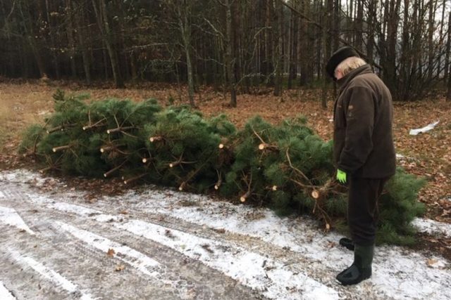 První vánoční stromky už vyřezávají v mlazinách pracovníci Městských lesů okolo Hradce Králové | foto: Lucie Peterková