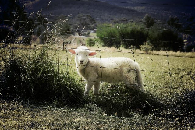 Ve dne v noci chrání farmáři na Broumovsku svá stáda ovcí před vlky  (ilustrační foto) | foto: Fotobanka Pixabay