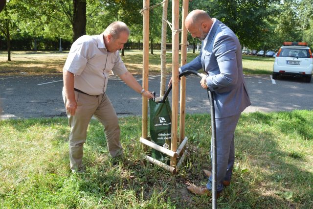 Hradecké stromy budou pít ze zavlažovacích vaků | foto: Magistrát města Hradec Králové