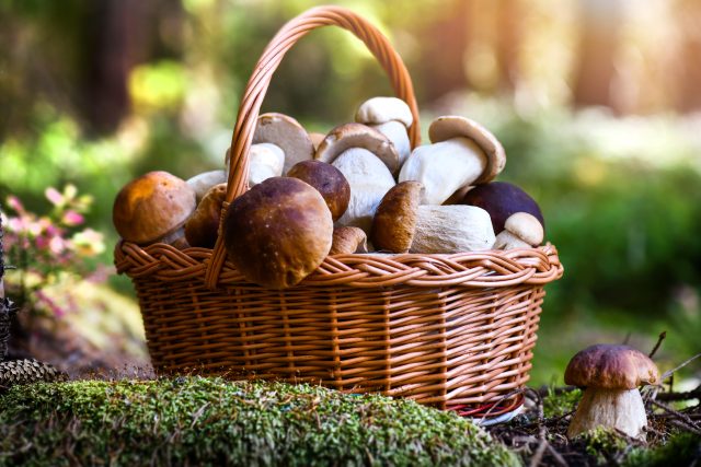 Hurá na houby! | foto: Shutterstock
