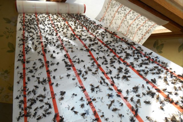 Doslova mračna hmyzu se usazují ve všech patrech opočenského zámku | foto: Milan Junek