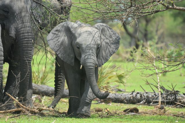 Save Elephants - Záchrana slonů ve střední Africe | foto: Save Elephants,  z. s.