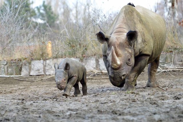 Safari Park Dvůr Králové se chlubí dalším odchovem nosorožce černého | foto: Simona Jiřičková
